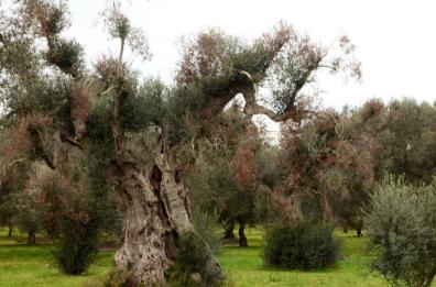 «Limitare la Xylella nelle aree infette»: la ricetta di UniBa per sconfiggere la sputacchina