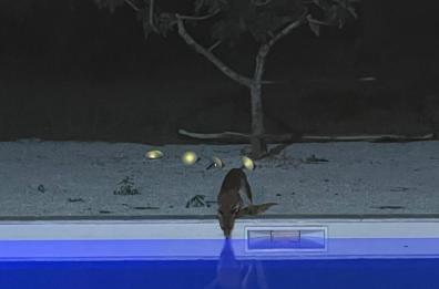 Grande caldo, animali in sofferenza: volpe si disseta a bordo piscina nel Brindisino 