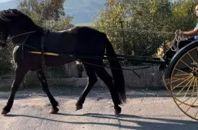 Caldo torrido, a Matera vietati i mezzi trainati da cavalli
