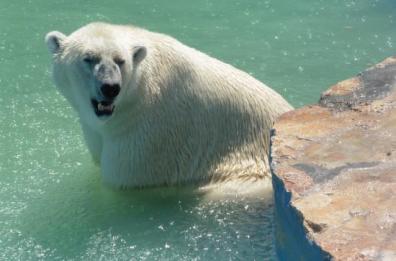 Caldo in Puglia, animalisti contro lo Zoo Safari: «Orsi polari maltrattati»
