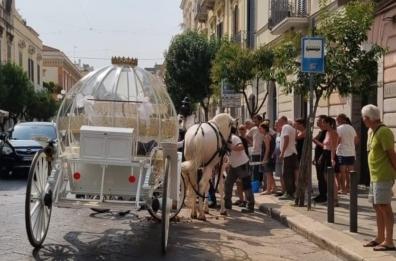 Trani, cavallo stramazza al suolo per il caldo: trainava una carrozza