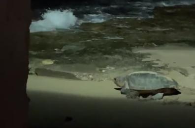Monopoli, mamma tartaruga depone le uova sulla spiaggia di Capitolo
