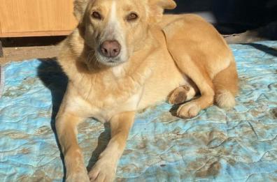 A Giovinazzo Trilly e Pongo cercano casa pronti a regalare amore e gioia