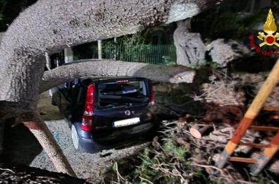 Un albero si abbatte sull'auto parcheggiata: paura a Sant'Isidoro