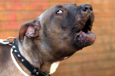 Lecco, cane morde gluteo a una donna, i medici refertano la ferita definendolo: «Un buongustaio»