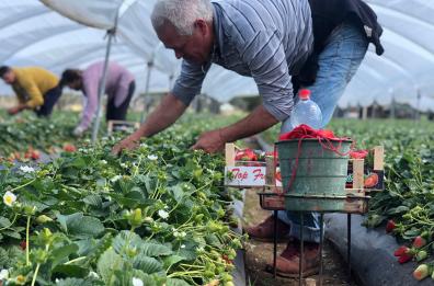 Matera, i pendolari delle campagne «Sveglia alle 3, il bus e a casa dopo dodici ore»