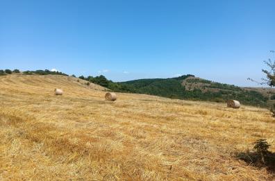 WWF, l'allarme: «Distrutti 10 ettari di habitat protetto sui Monti Dauni»