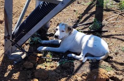 Lecce, cane abbandonato legato vicino a un traliccio: operaio lo salva e lo adotta