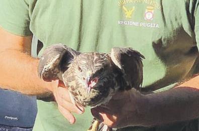 Primavera fredda, estate calda in Puglia: rondoni, grillai e pulcini a rischio