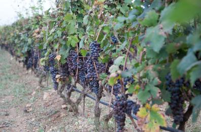 Taranto, meno uva e più qualità nella vendemmia 2023 
