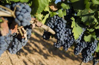 Primitivo di Manduria: più controlli in vigna, due provvedimenti del Consorzio  

