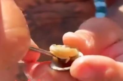 Tremiti, beccati mentre mangiano le patelle: peccato sia illegale