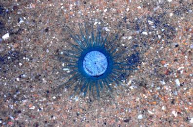 Avvistati nel mare di Puglia i «Bottoni blu»: le meduse tropicali a Rodi Garganico