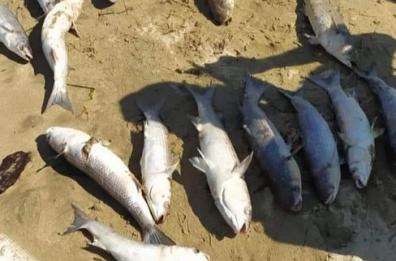 Pesci spiaggiati a Barletta, sale la paura: «Il mare può contenere veleni»