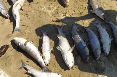 Moria di pesci a Barletta, il sindaco: «Abbandonati da un pescatore»