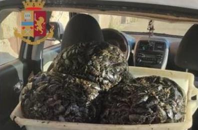 Taranto, al porto scatta il sequestro di cento chili di cozze nere