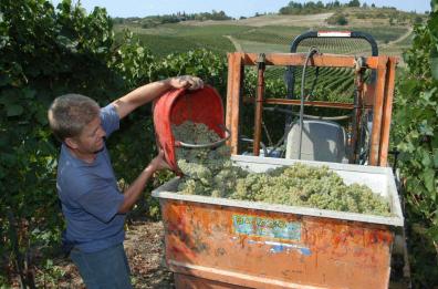 Vendemmia, l’allarme dei produttori del vino pugliese: la peronospora ha devastato il 70% dei vitigni
