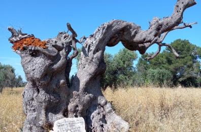 Grillo rilancia il complotto sulla Xylella, gli ex grillini lo attaccano