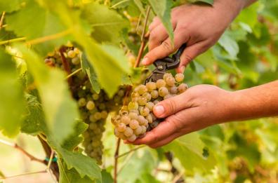 Brindisi, vendemmia di qualità ma i prezzi di uva e vino sono al ribasso