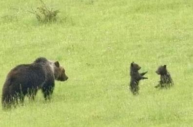 Parco d'Abruzzo, stasera nuova ricerca dei cuccioli dell'orsa Amarena. La rabbia del prete animalista di Brindisi 