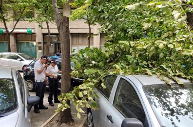 Forte vento a Foggia, grosso ramo di albero cade su auto in sosta