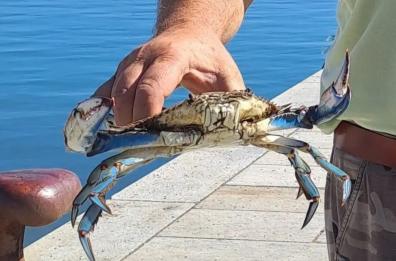 Manfredonia: frutti di mare e molluschi, la produzione è in picchiata