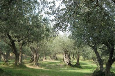 Mercato fondiario lucano: compravendite in netto calo