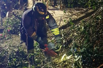 San Vito nei Normanni, un albero si abbatte su due auto: donna sotto choc