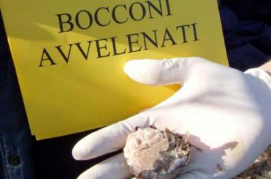 Due cani trovati morti ad Andria: «Li hanno avvelenati»
