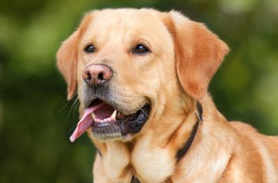 Orrore a Tricase, cane incatenato sul balcone cerca di fuggire ma rimane impiccato