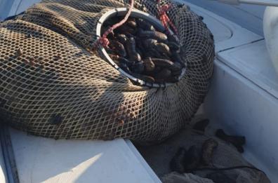 Taranto, colpo alla pesca di frodo: sequestrato un quintale e mezzo di «cetrioli di mare»