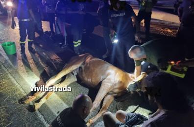 Bari, scoppia la gomma del carrello di trasporto: cavallo in fin di vita sulla tangenziale