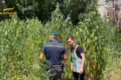 Foggia, scoperta maxi-piantagione di canapa indiana vicino alla stazione