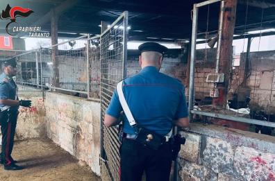 Taranto, irregolarità igieniche e scarsa sicurezza in un'azienda agricola: sanzioni