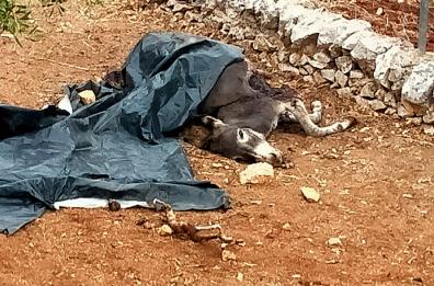 Locorotondo, asina uccisa da un branco di lupi: l'appello al sindaco «Fate qualcosa»