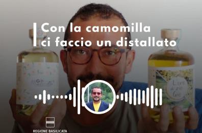 Basilicata in Podcast, Giovanni Marchetta: con la camomilla ci faccio gin e liquore Basilicata in Podcast, Giovanni Marchetta: con la camomilla ci faccio gin e liquore
