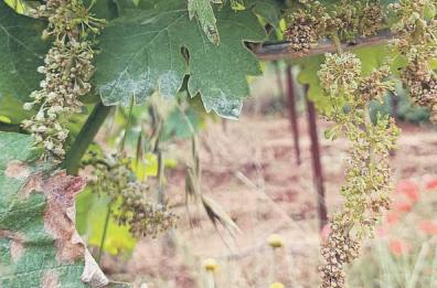 Brindisi, siccità dello scorso anno: a 31 imprese liquidato solo l’8% di quanto richiesto