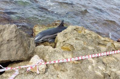 Torre a Mare, stenella trovata senza vita: esami sul campo