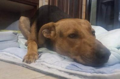 Crispiano, Max cucciolo maltrattato, trova casa in una famiglia di Monza
