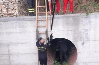 San Pancrazio Salentino: cuccioli di cane salvati dai vigili del fuoco