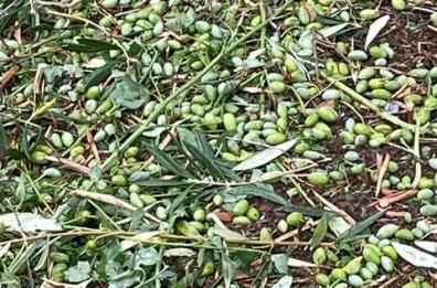 Puglia, bollettino di guerra in campagna: danni tra il 20% e 80% tra uliveti e vigneti