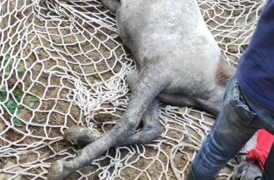 Matera, cavallo precipita in un canale di scolo: salvato dai vigili del fuoco