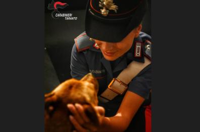 Martina Franca, cagnolina presa a calci in un distributore: salvata e adottata da un carabiniere