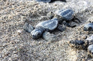 Maratea, patria della Caretta caretta. In Puglia 45 nidi di tartarughe
