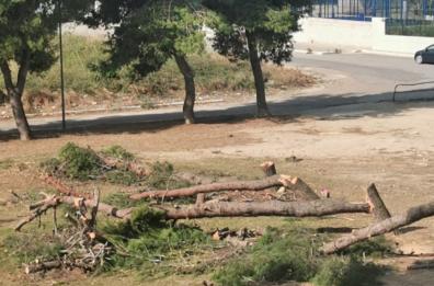 Brindisi, strage di pini in via Cappuccini tra lo sconcerto dei residenti