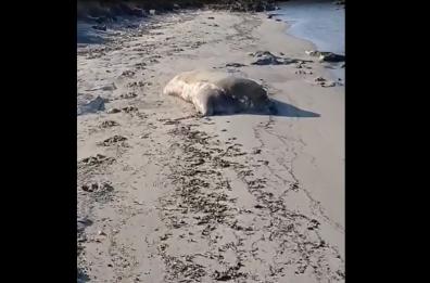 Sembra un masso ma è la carcassa di uno strano animale: curiosa scoperta alle Cesine