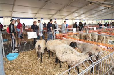  Agrilevante a Bari, boom di presenze nella sezione zootecnica: tra galline, mucche e pecore