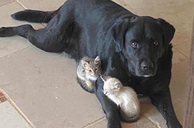 Pezze di Greco, una Mela al giorno... e hai uno splendido labrador intorno