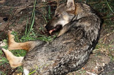 Lupo investito e lasciato agonizzante nel Salento: scattano i soccorsi