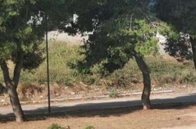 Trepuzzi, stop all'abbattimento degli alberi monumentali